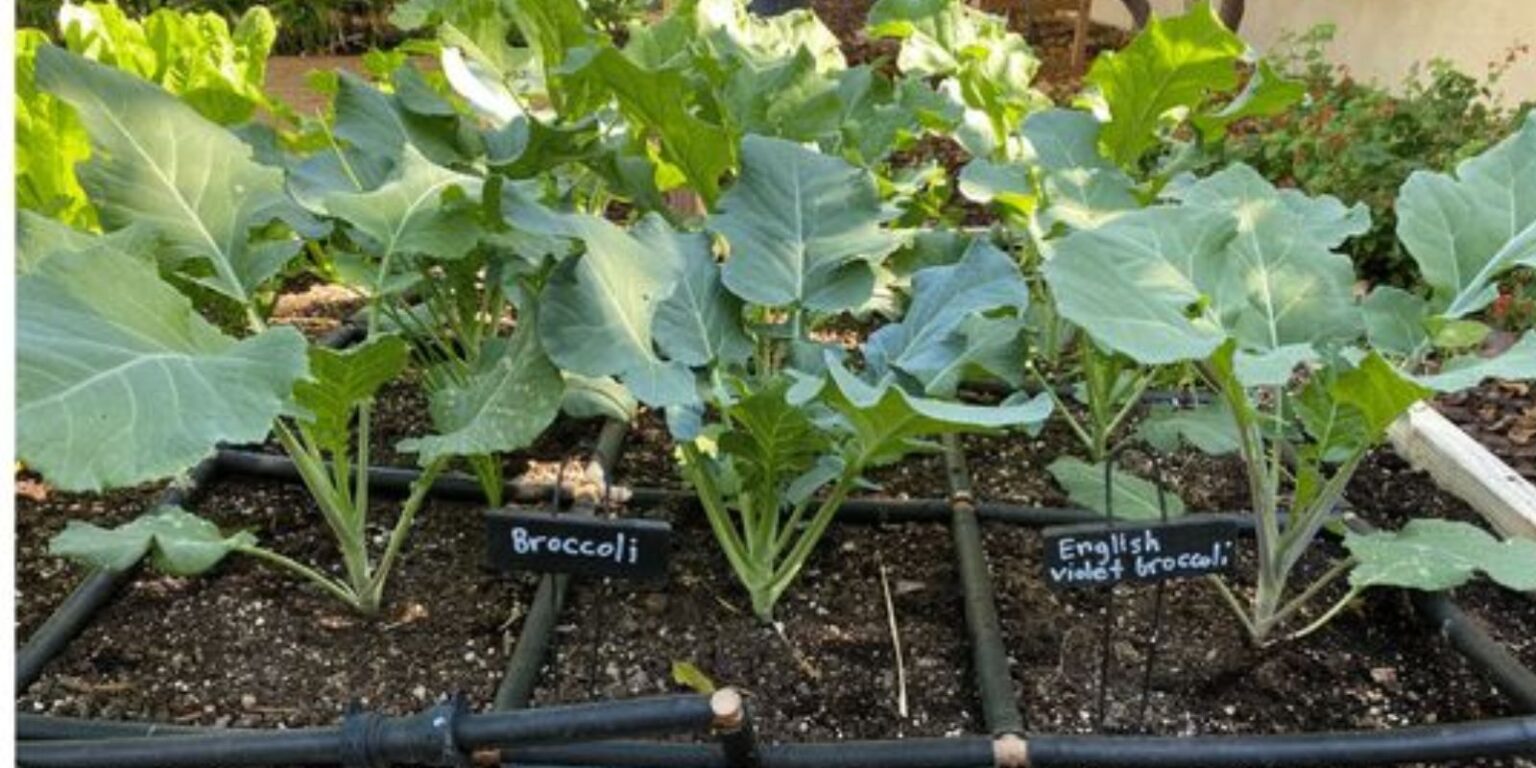 Five Essential Tips for Growing Broccoli: A Comprehensive Guide ...