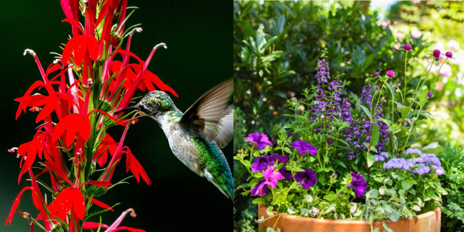 Best Container Plants for Attracting Hummingbirds A Comprehensive