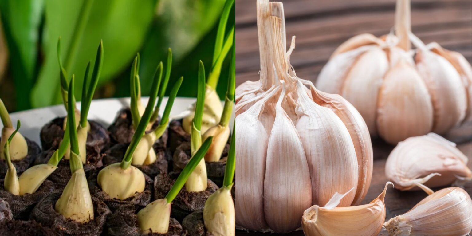 What to Plant After Garlic A Complete Guide to Choosing the Best Successor Crops Natural