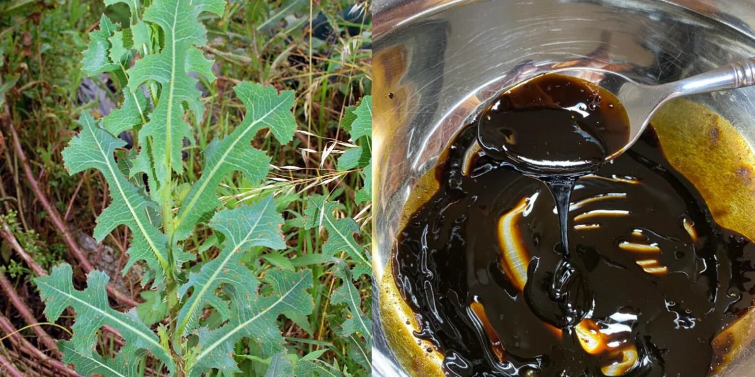 The Power of Wild Lettuce How to Make Concentrated Wild Lettuce