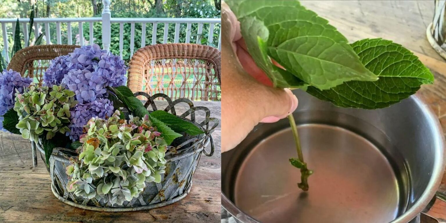 How to Keep Cut Hydrangeas Fresh The Secrets to LongLasting Blooms