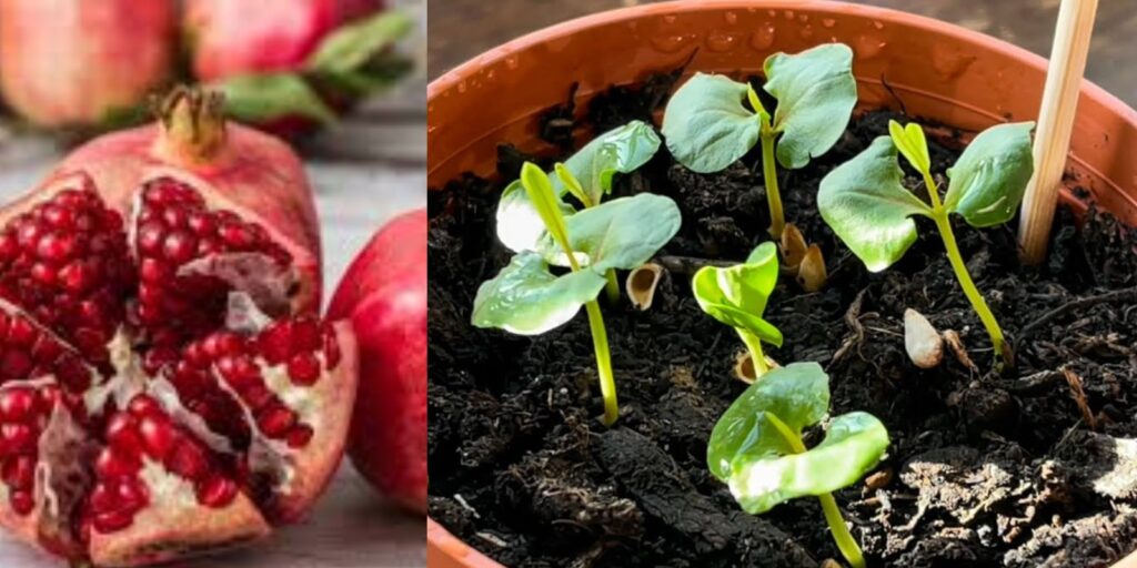 How to Grow a Pomegranate Tree from Seed: A Comprehensive Guide