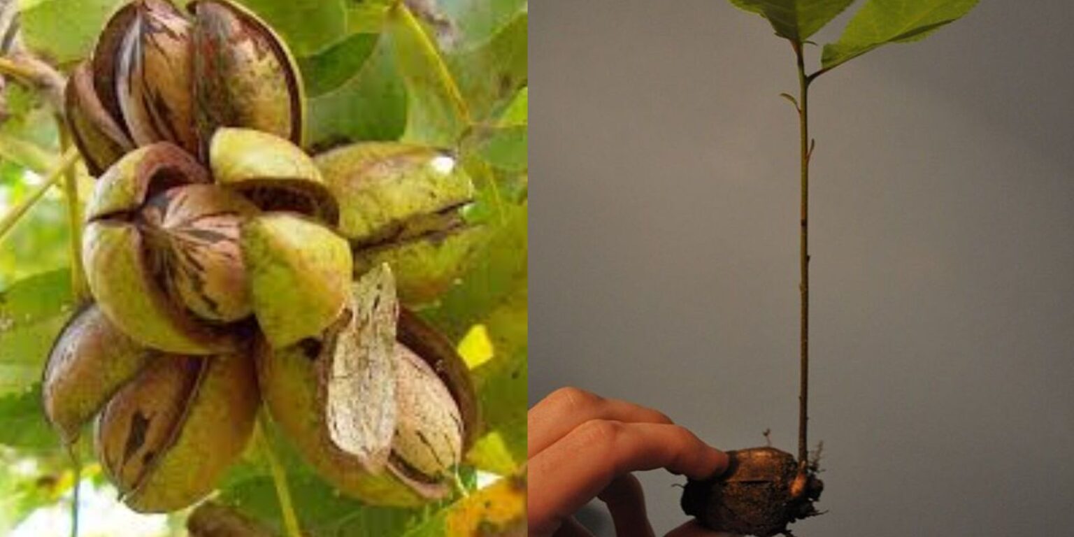 How to Grow Pecan Trees from Seed A Comprehensive Guide for Aspiring
