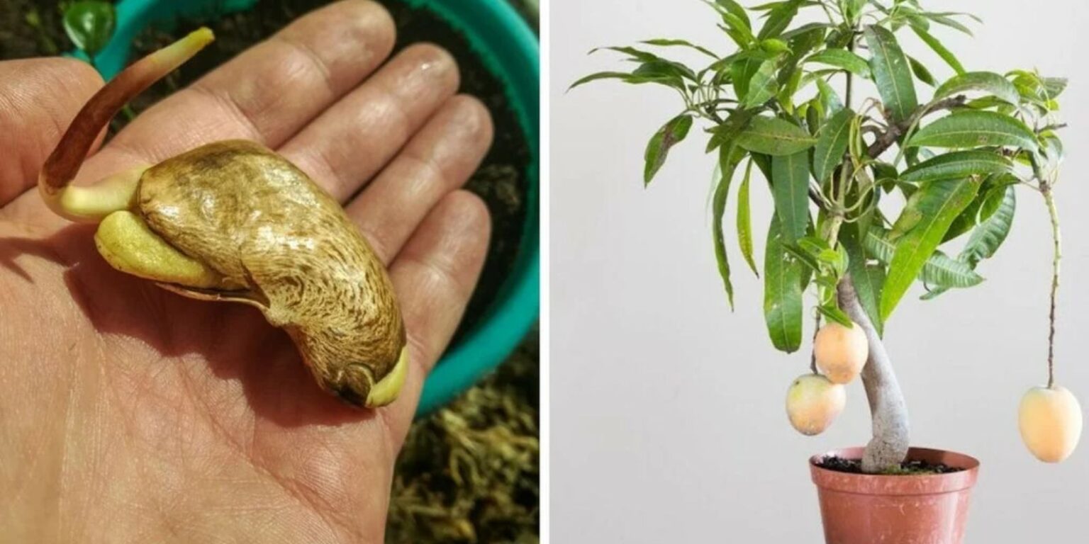 How to Successfully Grow a Mango Tree from Seed in a Pot A Stepby
