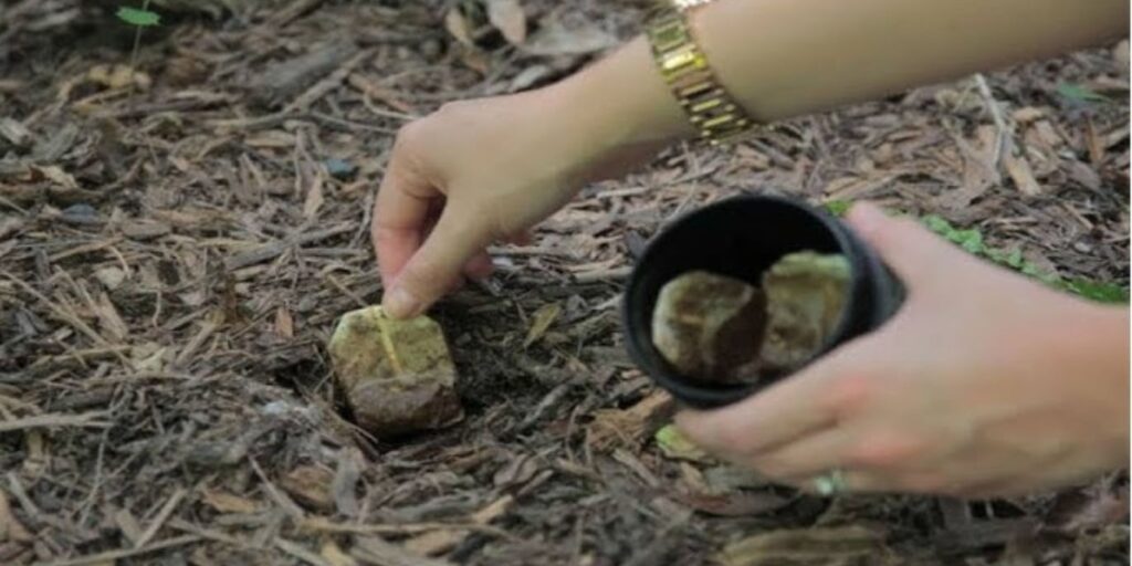 Don’t Toss Your Old Tea Bags 11 Powerful Reasons Why You Should Plant