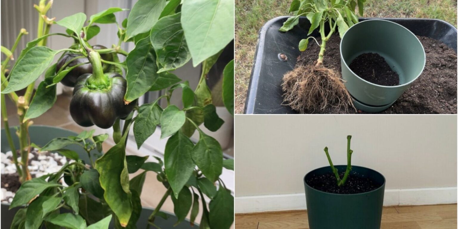 How to Overwinter Pepper Plants for Bigger Yields A Comprehensive
