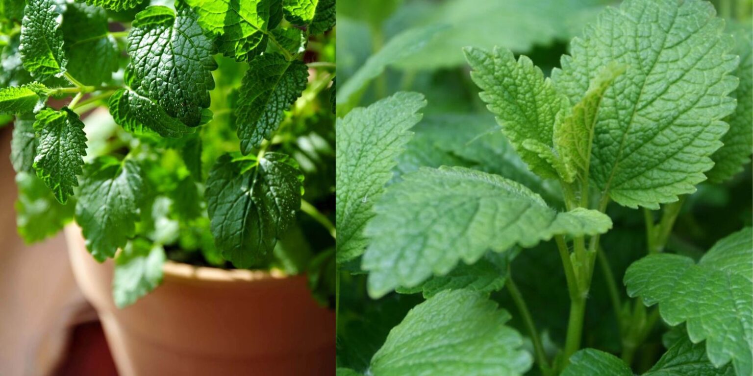 Growing Lemon Balm A Complete Guide for Beginners Natural Garden Tips