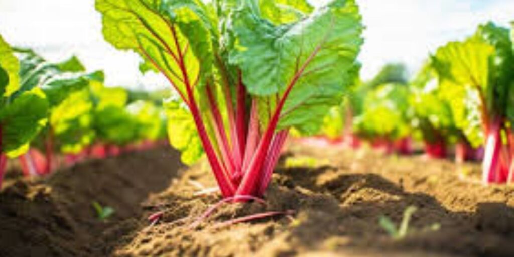 The Ultimate Guide to Growing Rhubarb From Planting to Harvest
