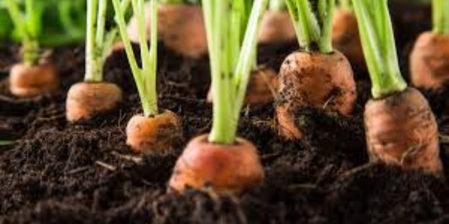 Growing Carrots in Pots A Complete Guide for Urban Gardeners Natural