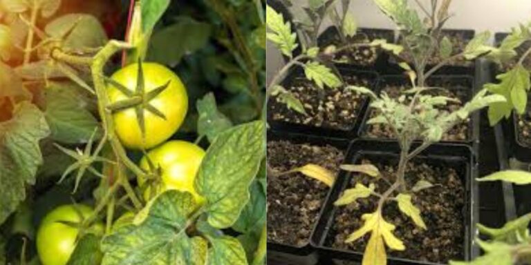 Why Are My Tomato Seedling Leaves Turning Yellow Causes Solutions Why Are My Tomato Seedling Leaves Turning Yellow Causes Solutions