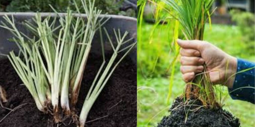 The Ultimate Guide to Grafting Guava Trees StepbyStep for Healthier