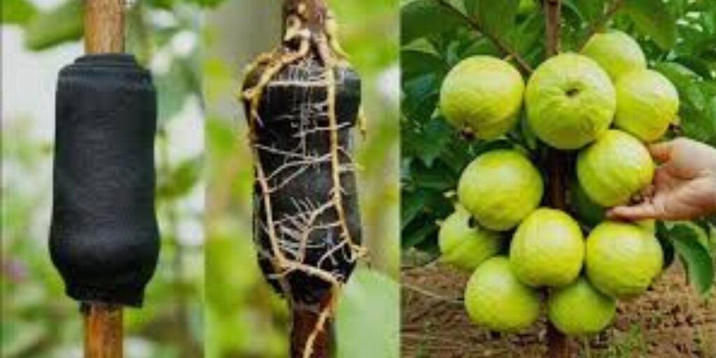 The Ultimate Guide to Grafting Guava Trees StepbyStep for Healthier