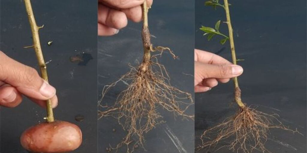 The Ultimate Guide to Growing a Lemon Plant from a Cutting in a Potato
