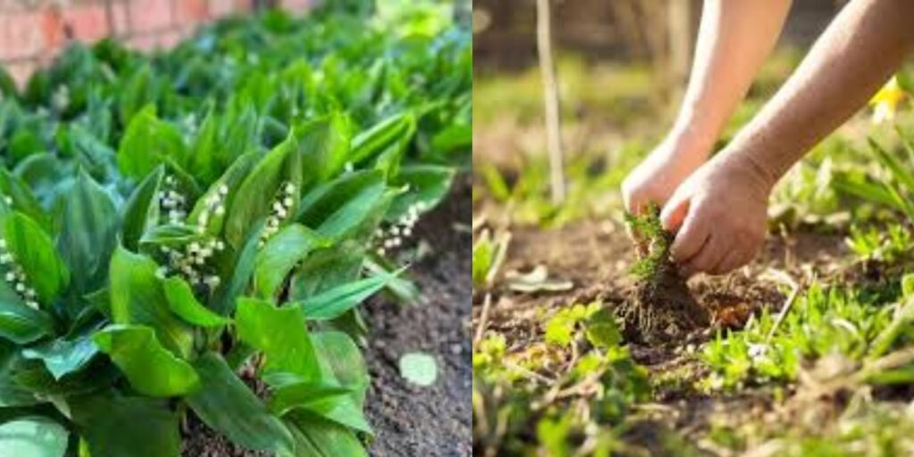 Unlocking Nature’s Hidden Power Discovering the Benefits of Common