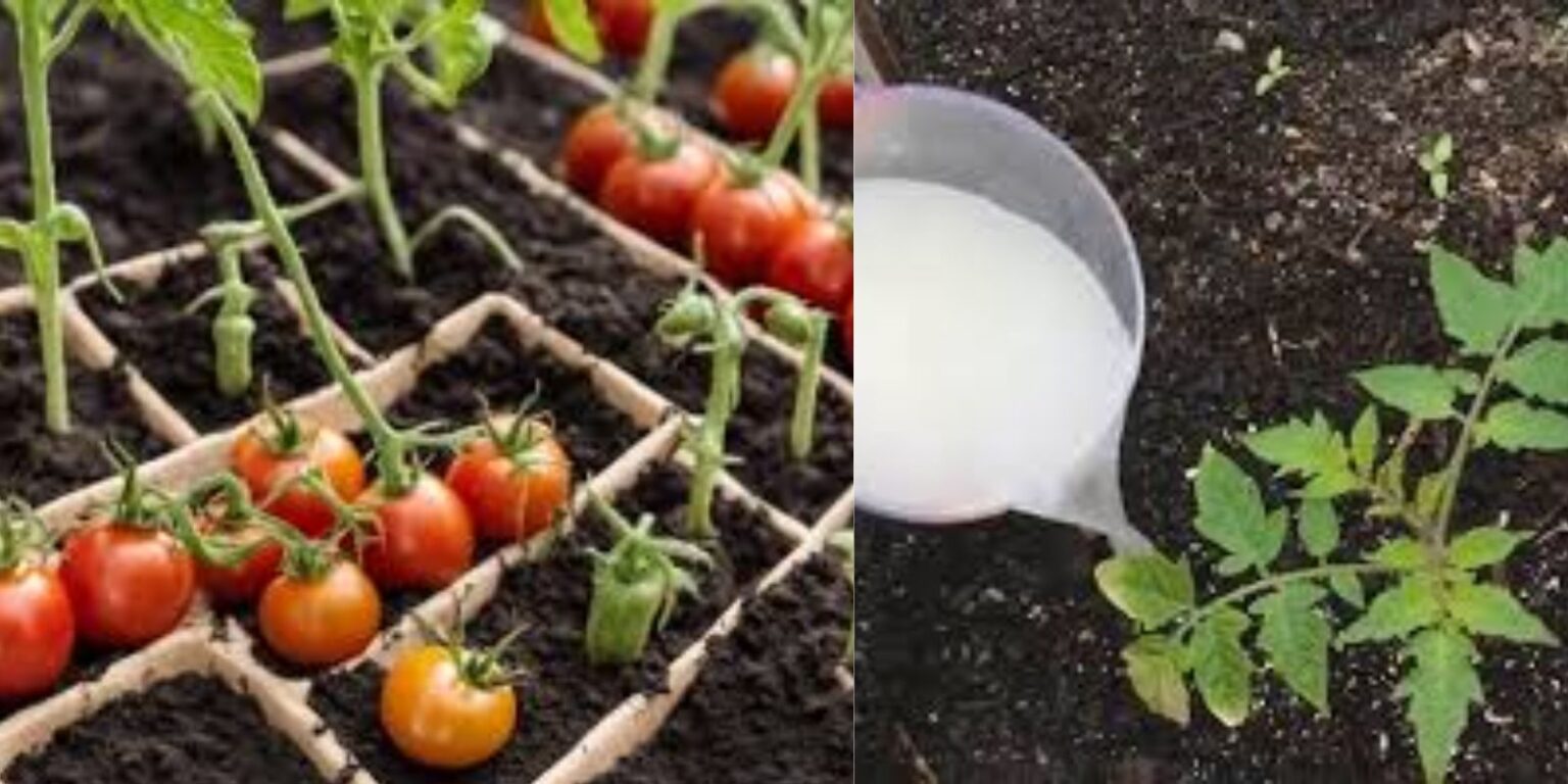 7 Things to Put in Your Tomato Planting Hole for Supercharged Growth
