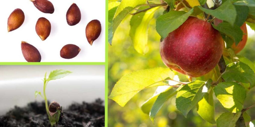 How to Grow an Apple Tree from Seed at Home: A Complete Guide - Natural ...