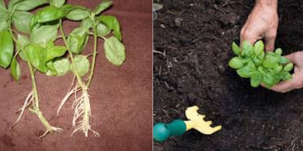 The Ultimate Guide to Propagating Basil from Cuttings Natural Garden Tips
