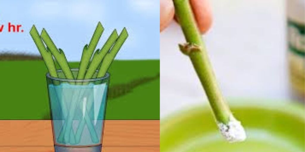 DIY Rooting Hormones: 6 Natural Methods to Boost Plant Cuttings for ...