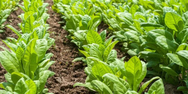 The Complete Guide to Growing Tobacco: From Seed to Harvest - Natural
