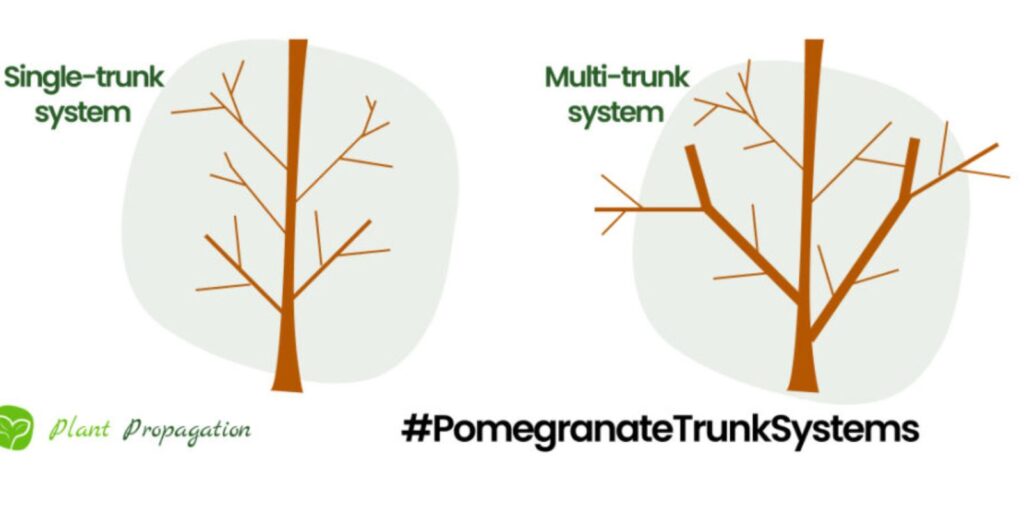 Mastering the Art of Pruning: A Step-by-Step Guide to Pomegranate Tree ...