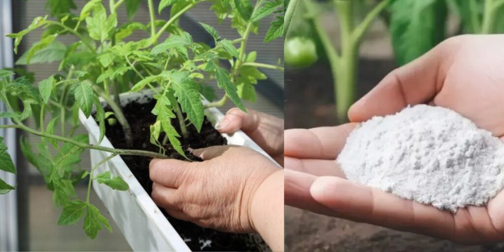 This Secret Will Turn Small Tomatoes Into Giant, Sweet Monsters!