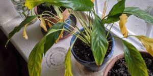 The Ultimate Guide to Peace Lily Care: How to Prune, Maintain, and