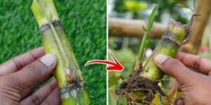 How To Grow Sugarcane For A Sweet Treat A Complete Guide Natural