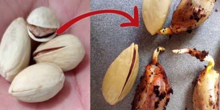 How to Grow Pistachios at Home from Seeds: A Step-by-Step Guide ...