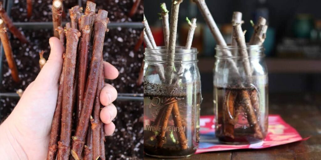 How To Propagate Elderberries From Cuttings