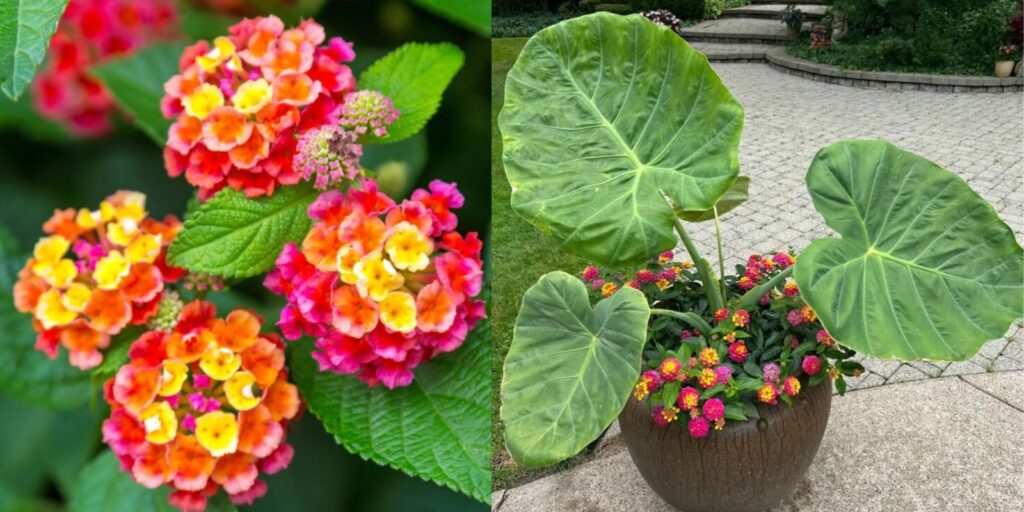 Lantana Plant: How to Grow and Care for Lantana Flowers - Natural ...