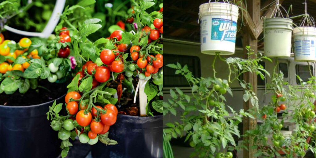How to Grow Tomatoes in 5 Gallon Buckets: A Step-by-Step Guide ...