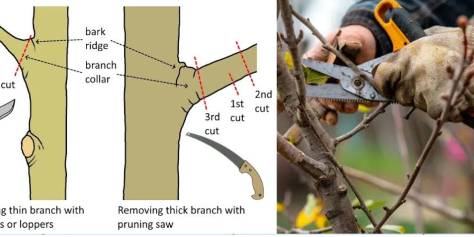 The Ultimate Guide to Pruning Trees for Healthy Growth and Aesthetic ...