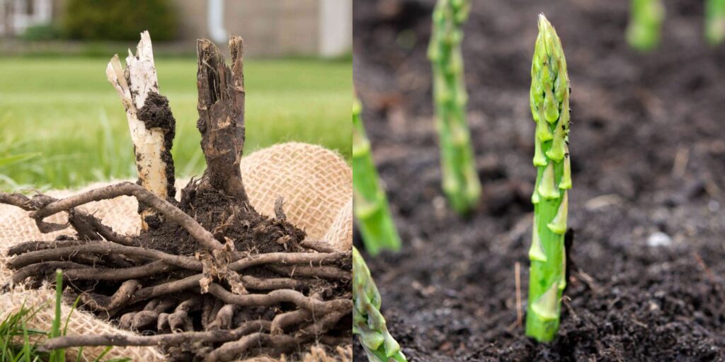 Transplanting Asparagus Plants: Tips for How to Do It Right - Natural