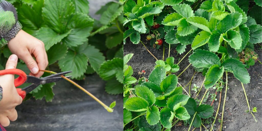 The Magic of Strawberry Runners: A Complete Guide to Growing