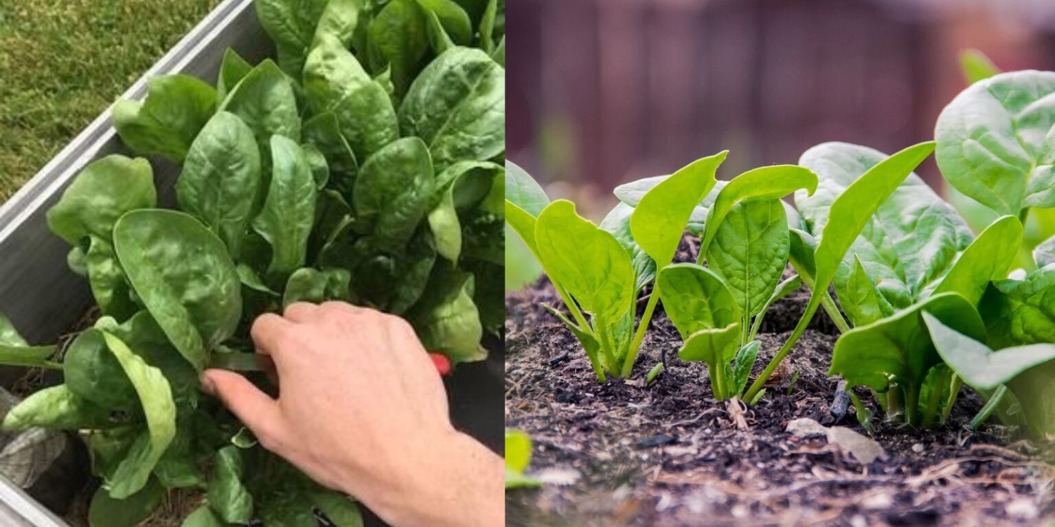 how-to-harvest-spinach-without-killing-the-plant-a-step-by-step-guide