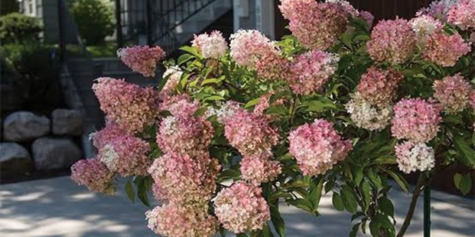 How to Grow and Care for Strawberry Vanilla Hydrangea Trees: A Complete ...