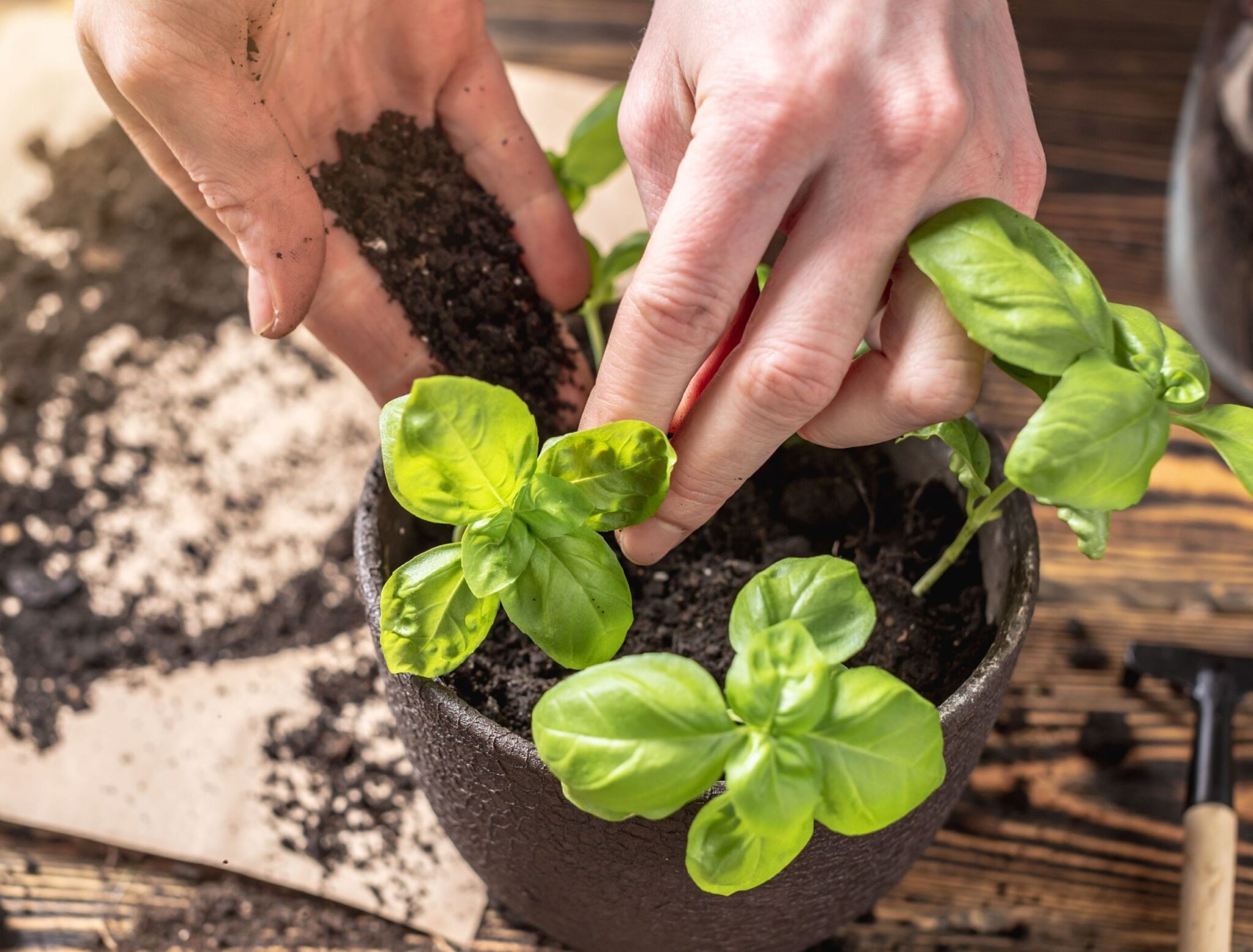 Grow smarter with How to plant basil! - Natural Garden Tips
