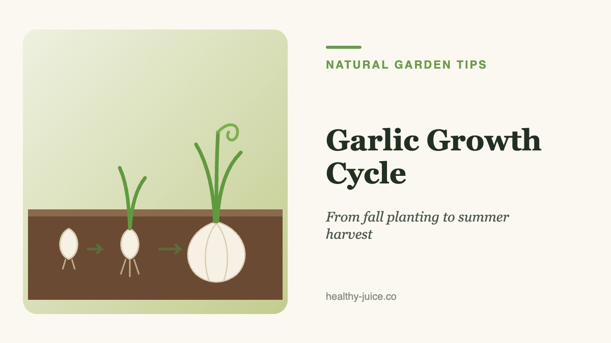 Garlic Growth Cycle: From Fall Planting to Summer Harvest