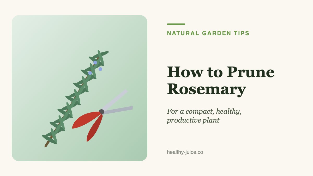 How to Prune Rosemary for a Compact, Healthy, Productive Plant
