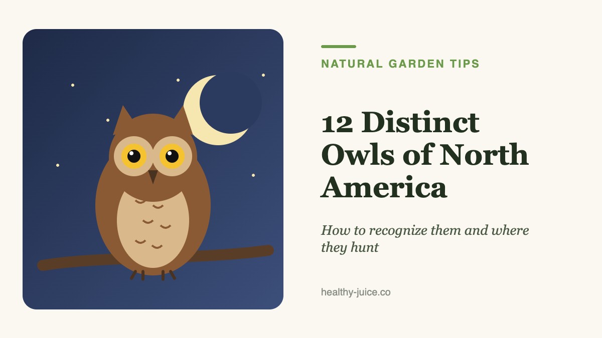 12 Distinct Owls of North America: How to Recognize Them and Where They Hunt